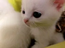 マンチカンとスコティッシュフォールドのミックス【福岡県・女の子・2021年5月13日・白】の写真2