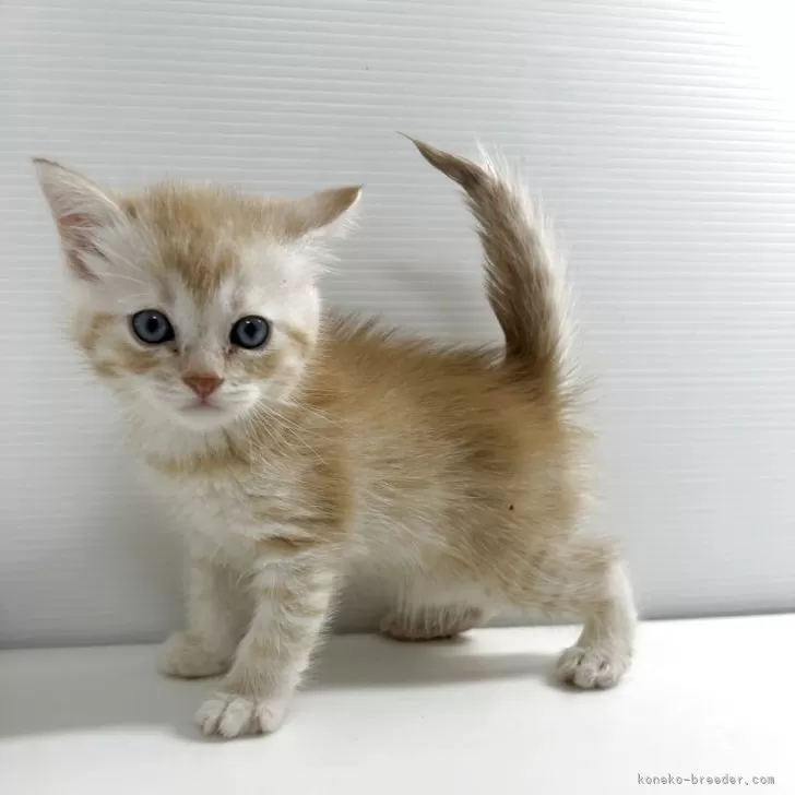ID:2505-01975の子猫