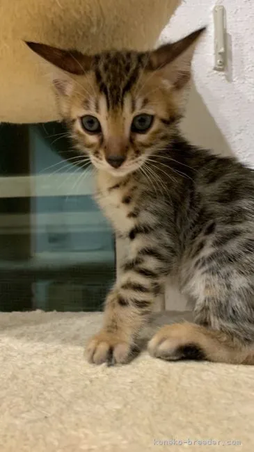 ID:2204-01908の子猫