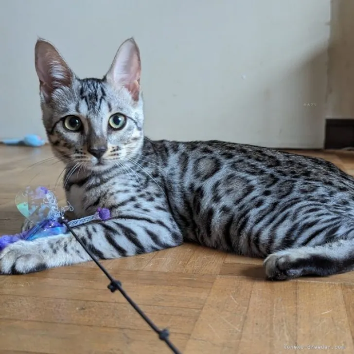 ID：2308-00209の子猫