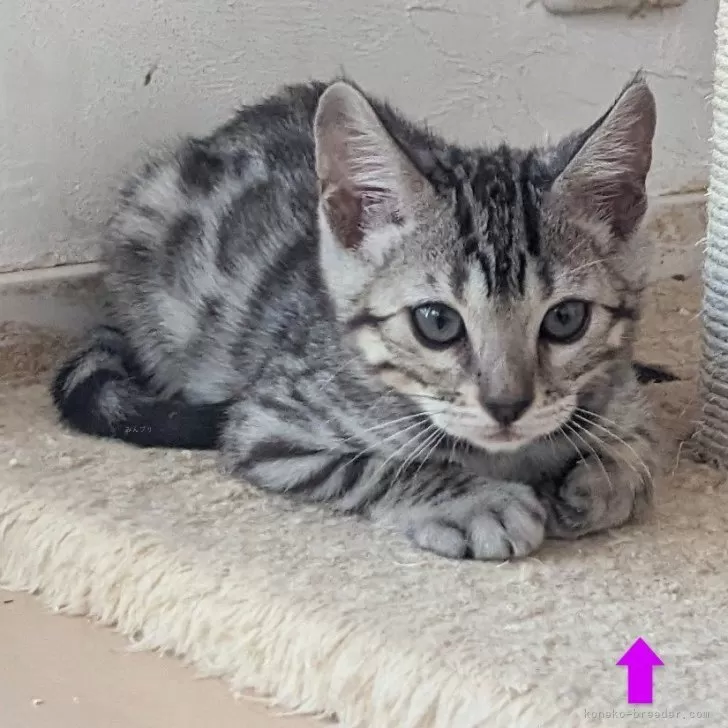 ID:2312-00826の子猫