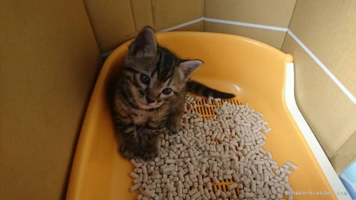 ID:1702-00141の子猫