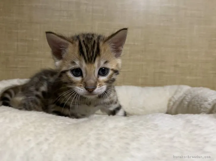 ID：2203-01318の子猫