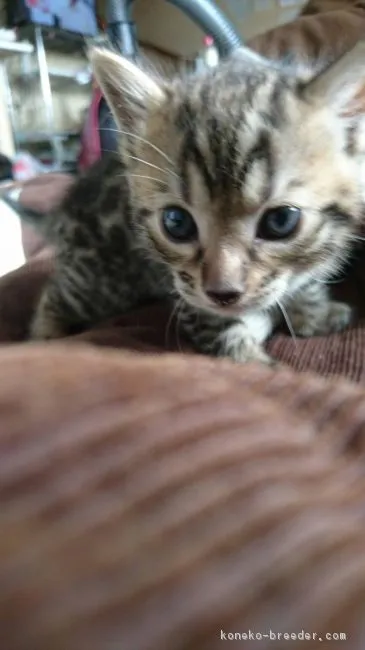 ID：1702-00140の子猫