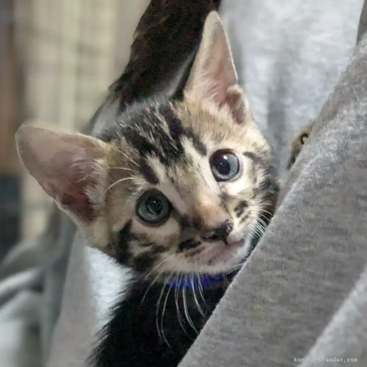ID:2411-02182の子猫