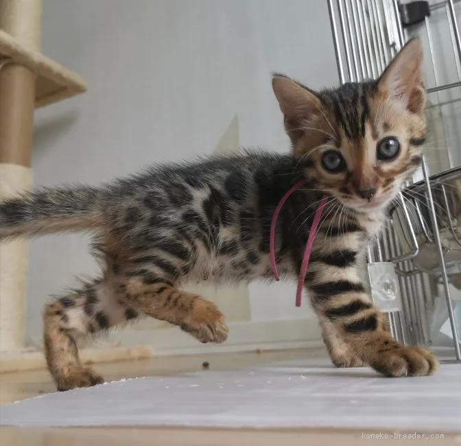 ID:2011-01238の子猫