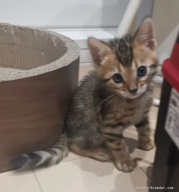 ID：2108-01551の子猫