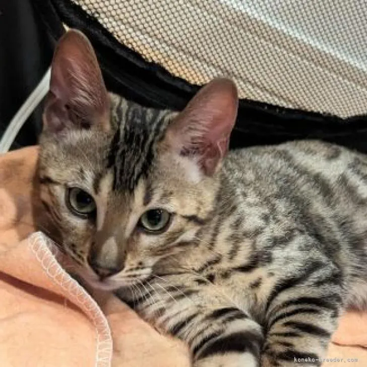 ID:2211-02511の子猫