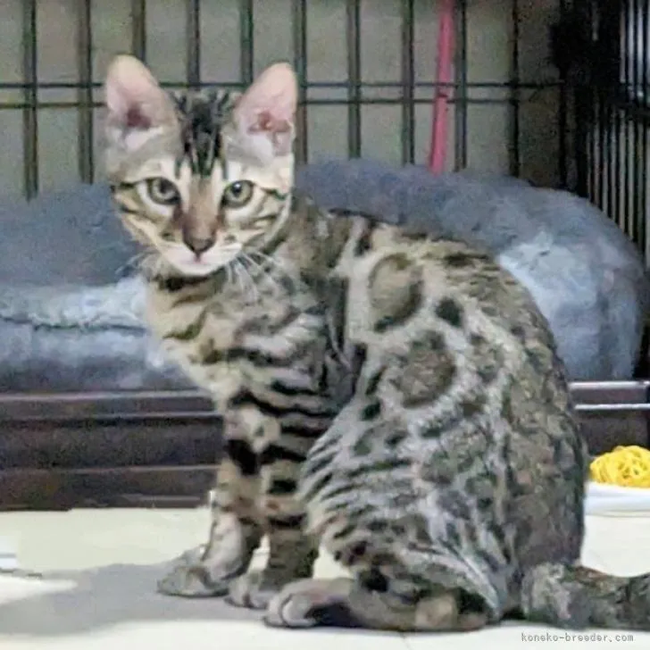 ID:2211-02506の子猫