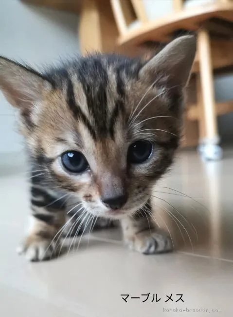 ID:2009-00376の子猫