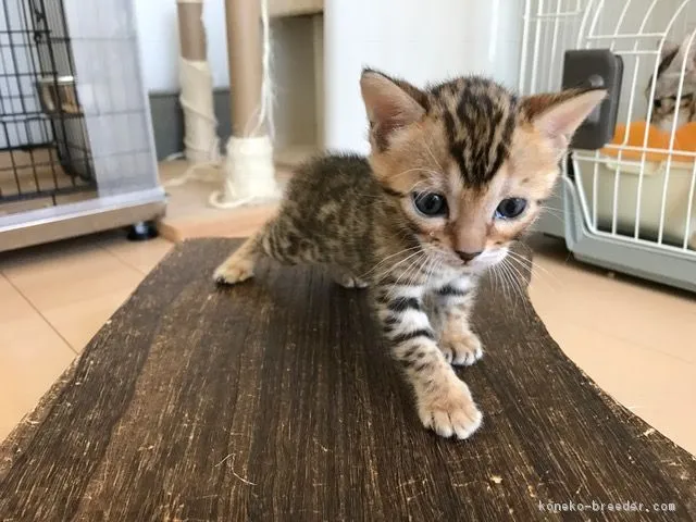 ID：1702-00060の子猫