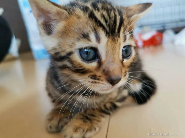 ID：1911-00354の子猫