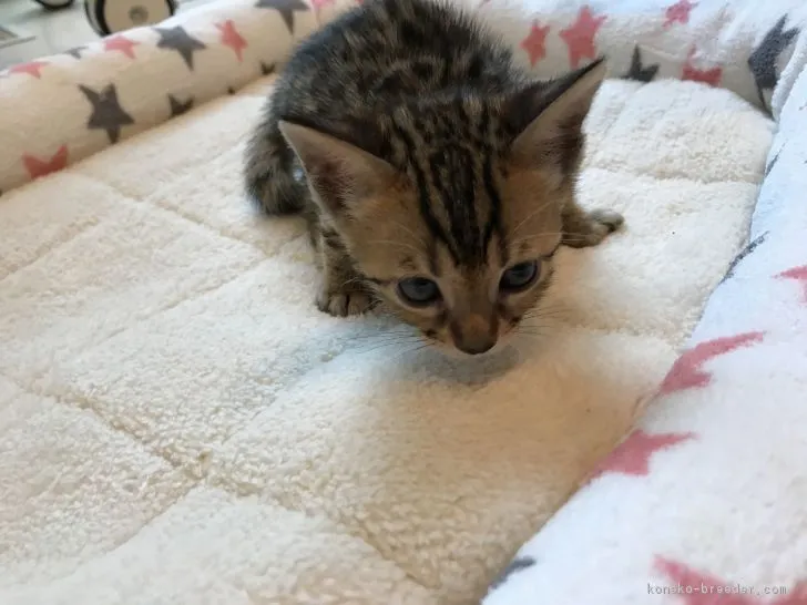 ID:1708-00794の子猫