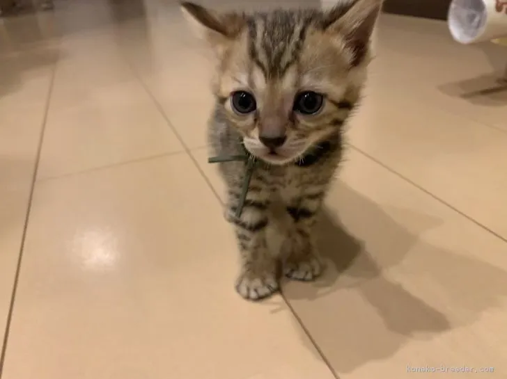 ID:1901-01273の子猫