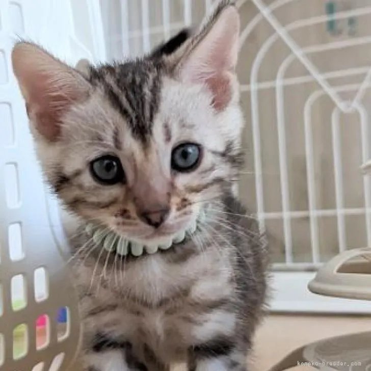 ID:2302-01370の子猫