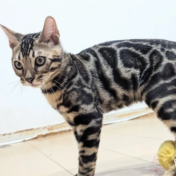 ID:2306-03793の子猫