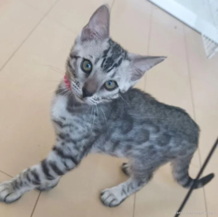 ID：2205-01484の子猫