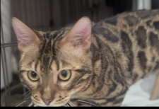 ベンガル【・男の子・2024年7月1日・ブラウンスポテッドタビー】