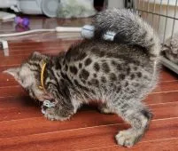ベンガル【静岡県・男の子・2019年5月25日・】の写真2