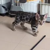 ベンガル【静岡県・女の子・2023年5月29日・ブラウンスポテッドタビー】の写真2