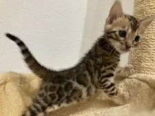 ベンガル【静岡県・女の子・2021年10月18日・ブラウンスポテッドタビー(ロゼット)】の写真3