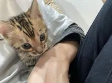 ベンガル【静岡県・女の子・2021年10月18日・ブラウンスポテッドタビー(ロゼット)】の写真5