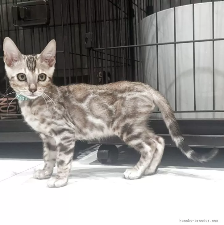 ベンガル【静岡県・男の子・2025年9月10日・ブラックシルバースポテッドタビー(ロゼット)】の写真1