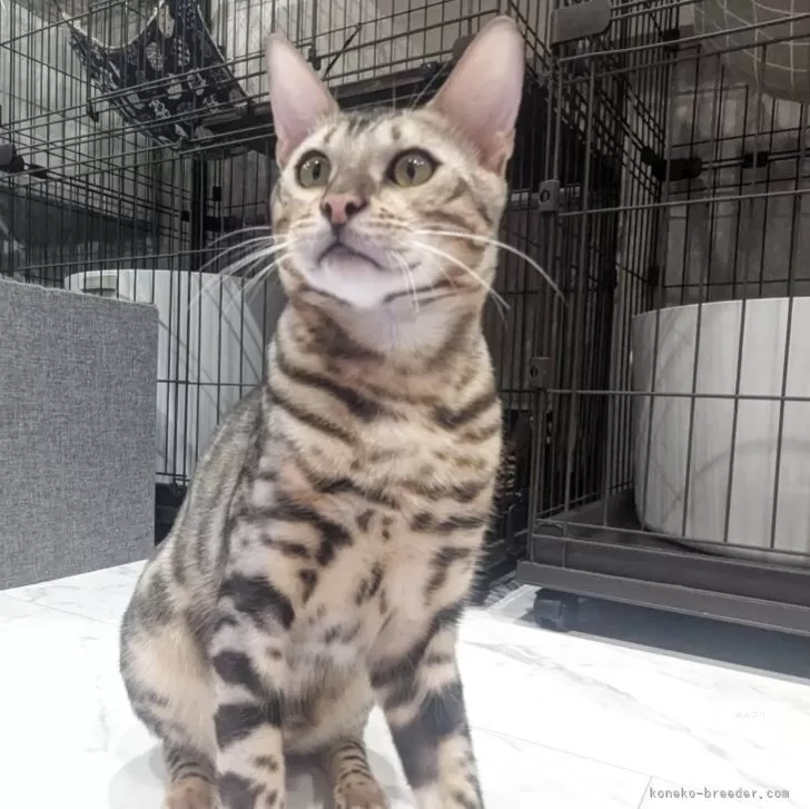 ベンガル【静岡県・男の子・2025年3月2日・ブラックシルバースポテッドタビー(ロゼット)】の写真1