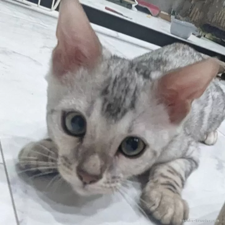 ID：2504-02671の子猫