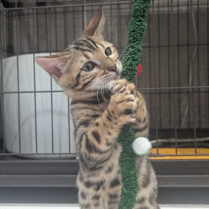 ブリーダー画像