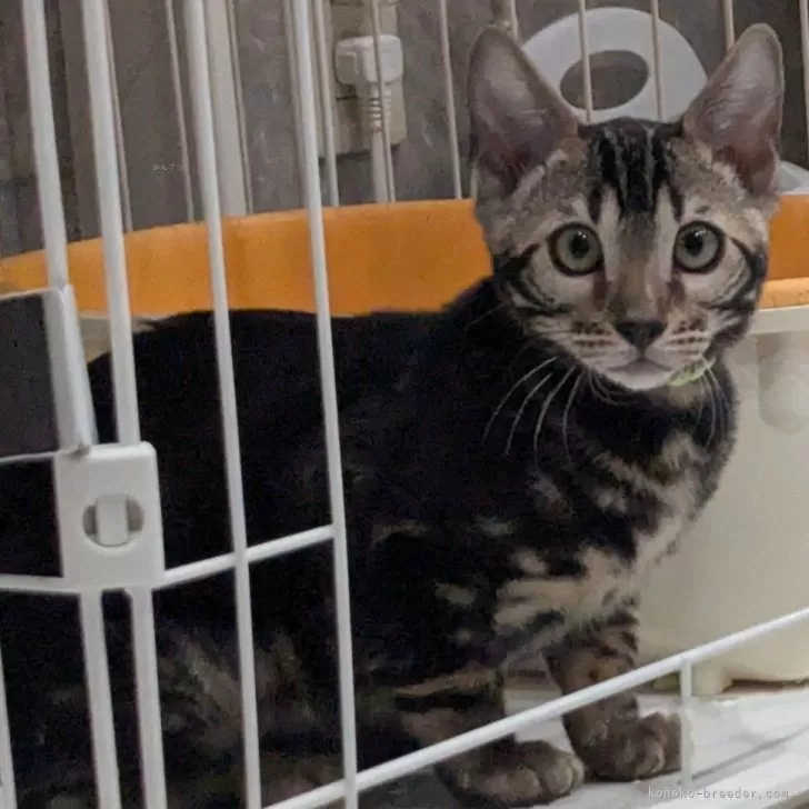 ID：2411-02181の子猫