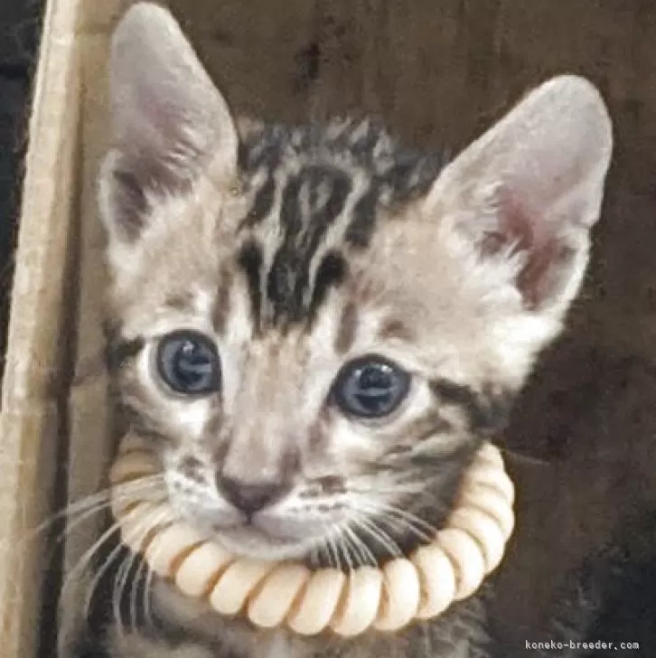 さとう 様のお迎えした子猫