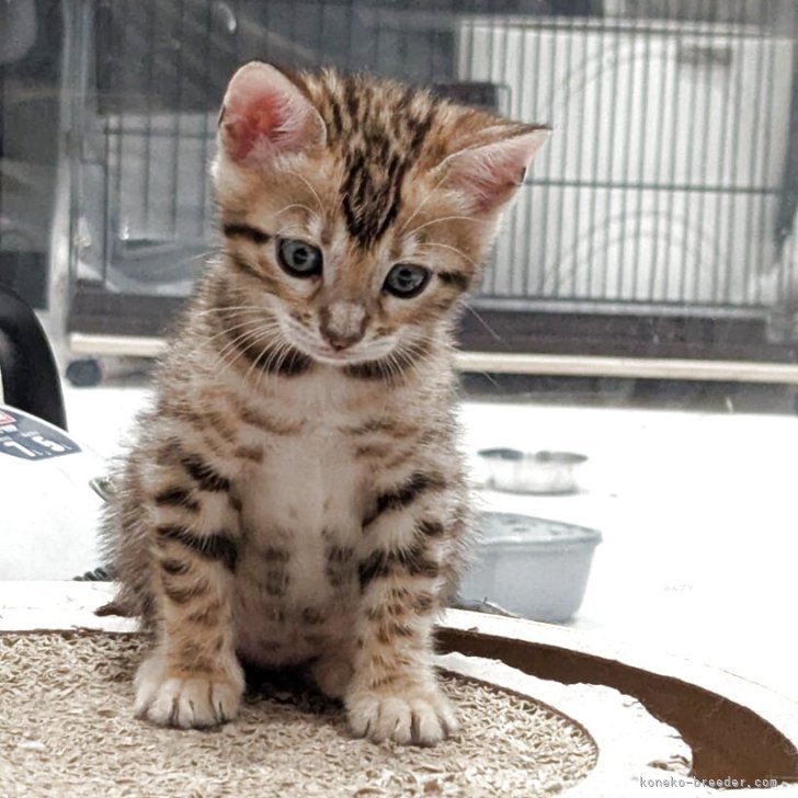 tomo 様のお迎えした子猫