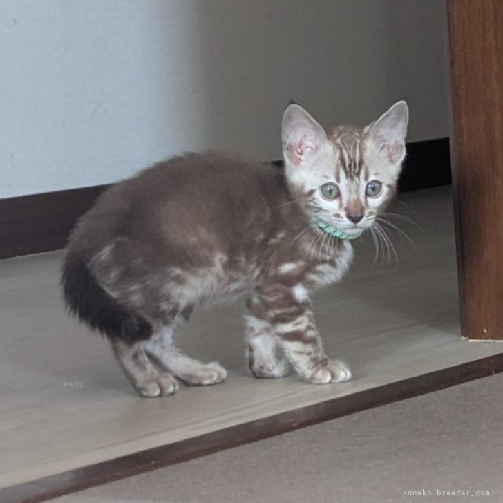 ブリーダー画像