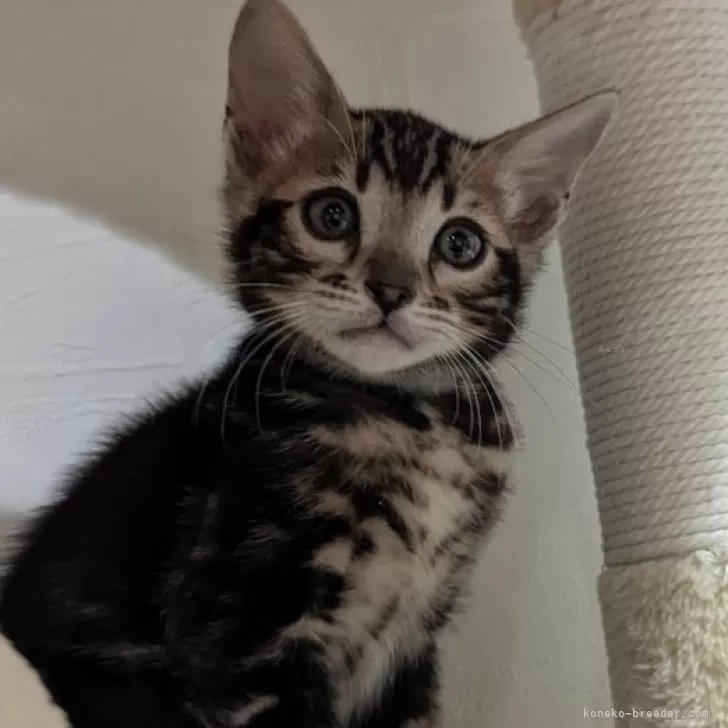 ID:2412-02816の子猫