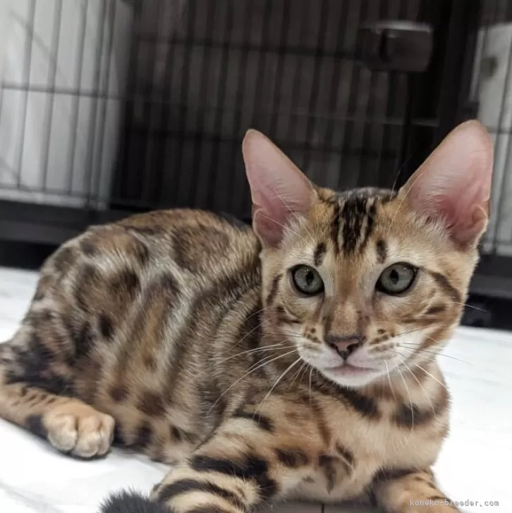 ID：2507-00257の子猫