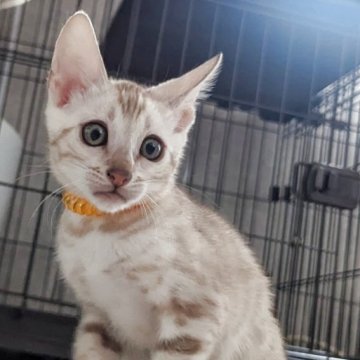 ベンガル【静岡県・女の子・2025年9月10日・シールミンクスポテッドタビー(ロゼット)】の写真「可愛い女の子」