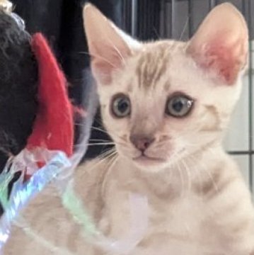 ベンガル【静岡県・男の子・2025年9月12日・シールミンクスポテッドタビー(ロゼット)】の写真「可愛い男の子」