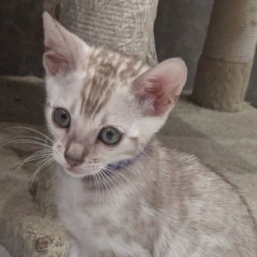 ベンガル【静岡県・男の子・2025年9月12日・シールミンクスポテッドタビー(ロゼット)】の写真「可愛い男の子」