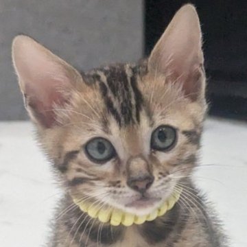 ベンガル【静岡県・女の子・2025年9月12日・ブラウンスポテッドタビー(ロゼット)】の写真「可愛い女の子」