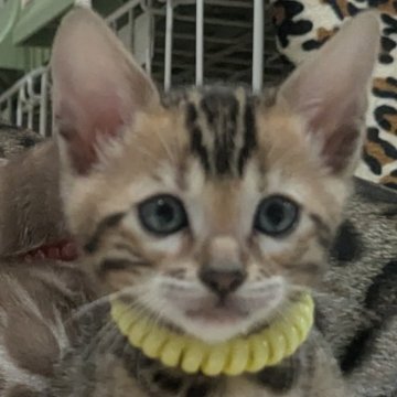 ベンガル【静岡県・女の子・2025年9月12日・ブラウンスポテッドタビー(ロゼット)】の写真「可愛い女の子」