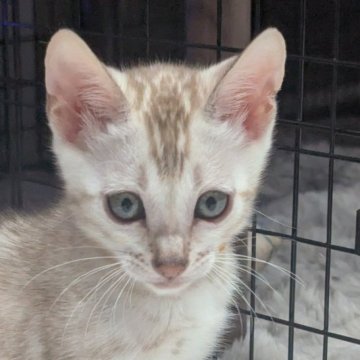 ベンガル【静岡県・女の子・2025年9月10日・シールミンクスポテッドタビー(ロゼット)】の写真「可愛い女の子」