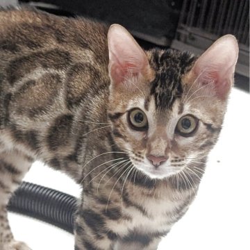 ベンガル【静岡県・男の子・2025年7月1日・ブラウンスポテッドタビー(ロゼット)】の写真「可愛い男の子」