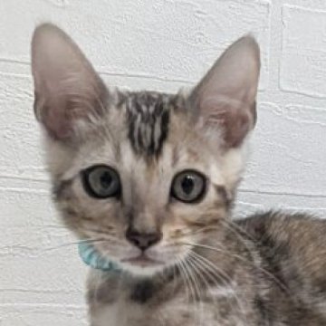 ベンガル【静岡県・男の子・2025年9月10日・ブラックシルバースポテッドタビー(ロゼット)】の写真「可愛い男の子」