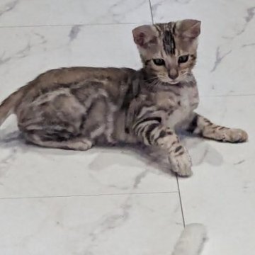 ベンガル【静岡県・男の子・2025年9月10日・ブラックシルバースポテッドタビー(ロゼット)】の写真「茶色強めの甘えん坊君！」