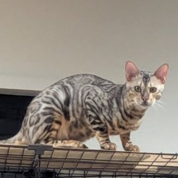 ベンガル【静岡県・男の子・2025年3月2日・ブラックシルバースポテッドタビー(ロゼット)】の写真「人懐っこい男の子！去勢費用込み！」