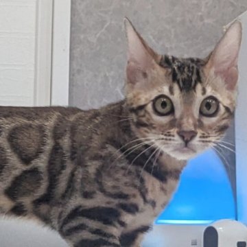 ベンガル【静岡県・男の子・2025年7月1日・ブラウンスポテッドタビー(ロゼット)】の写真「可愛い男の子」