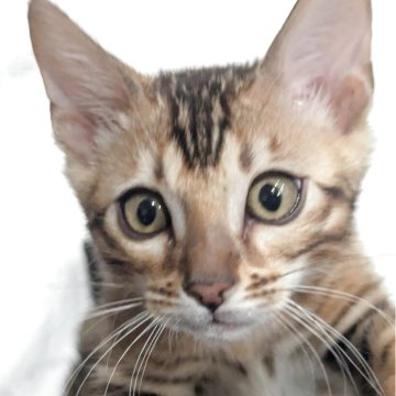 ベンガル【静岡県・男の子・2025年9月10日・ブラウンスポテッドタビー(ロゼット)】の写真「可愛い男の子」