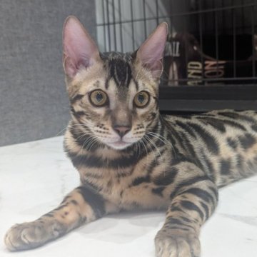 ベンガル【静岡県・男の子・2025年7月1日・ブラウンスポテッドタビー(ロゼット)】の写真「可愛い男の子」