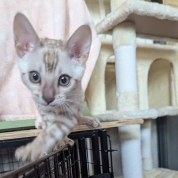 ベンガル【静岡県・男の子・2025年9月12日・シールミンクスポテッドタビー(ロゼット)】の写真「可愛い男の子」